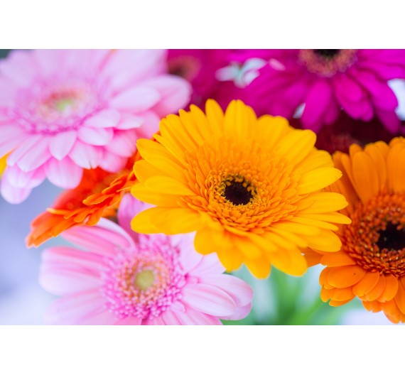 Gerbera Gerbera